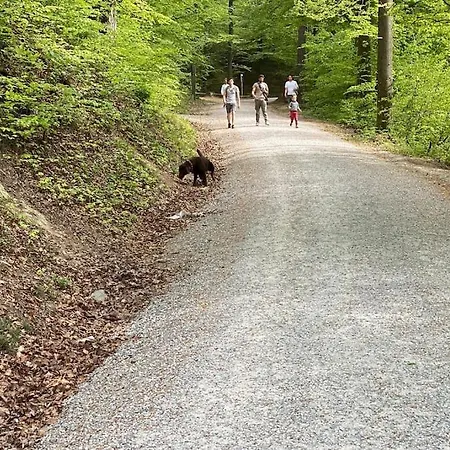 شقة Feel Good With Forest View *