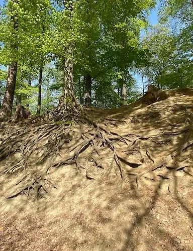 Feel Good With Forest View