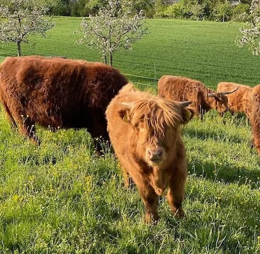 Feel Good With Forest View 취리히