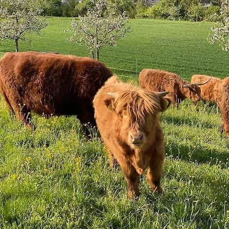 Feel Good With Forest View Zurych