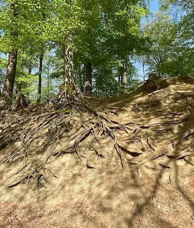 Feel Good With Forest View