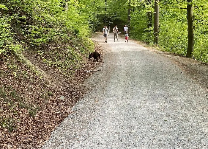 Appartement Feel Good With Forest View *